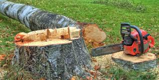 Best Tree Health Inspection  in Hagerman, ID