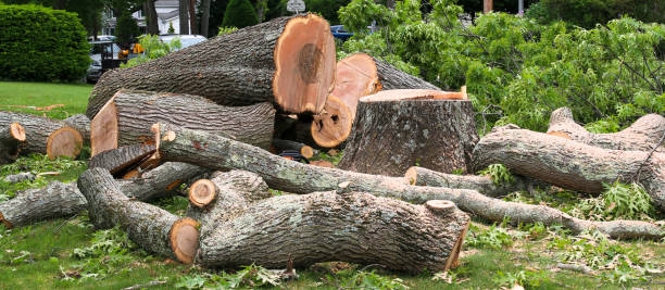 Best Tree Risk Assessment  in Hagerman, ID